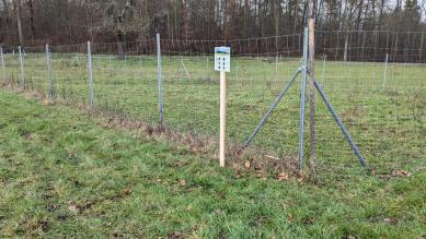 Heckenpflanzung für die Goldammer in Pferchäcker. 