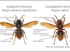 Informationen zum Umgang mit der Asiatischen Hornisse.
