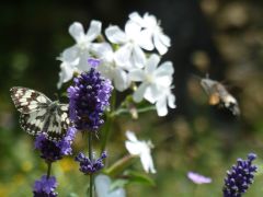 Gemeinsamer Biotopverbundplan für Mühlacker und Ötisheim Aufruf zum aktiven Mitwirken!