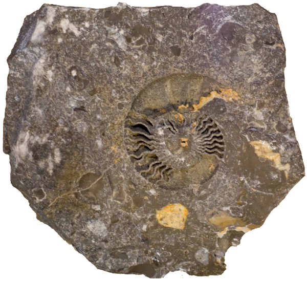 Fossil